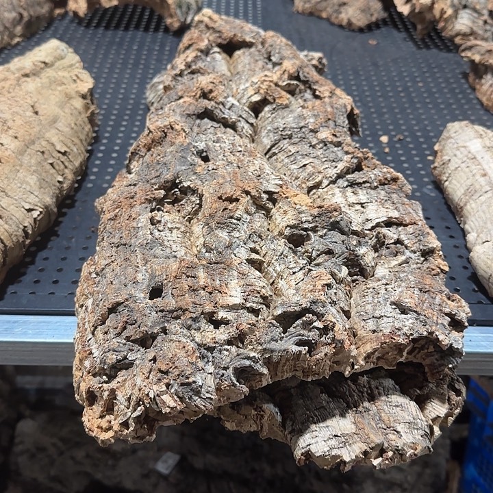 D***G无花朵一物一拍一物一发