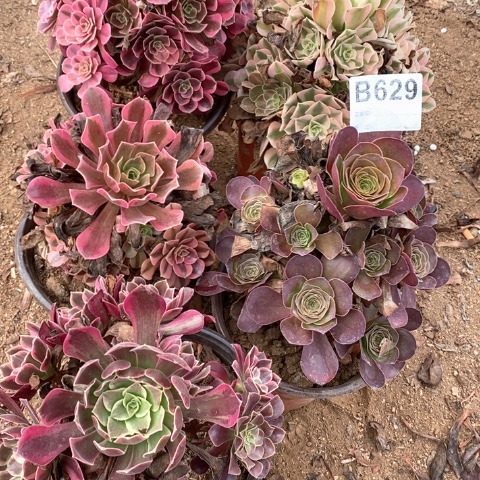 默***念629五颗法师多肉植物