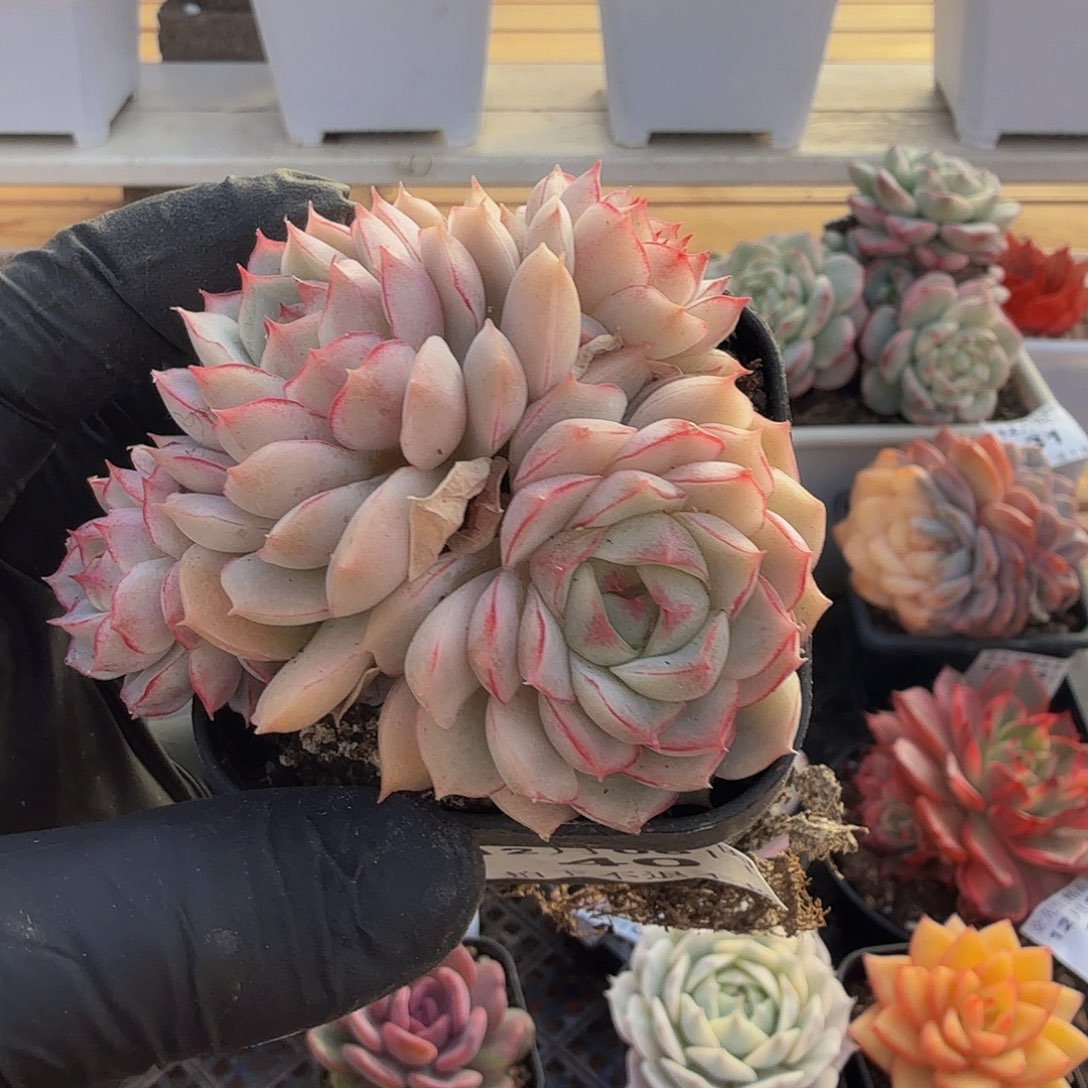 1206-40不知名群生