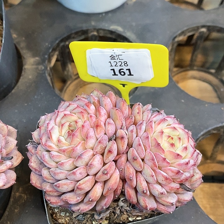 福利多多。1228161