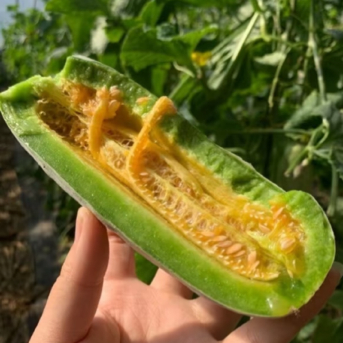 博洋61号甜瓜4.5-5斤新鲜内蒙古自治区