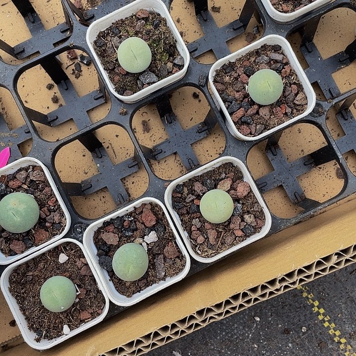 鸽子蛋带盆土发货