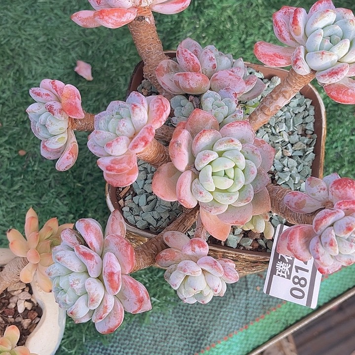 冷香08145多肉植物
