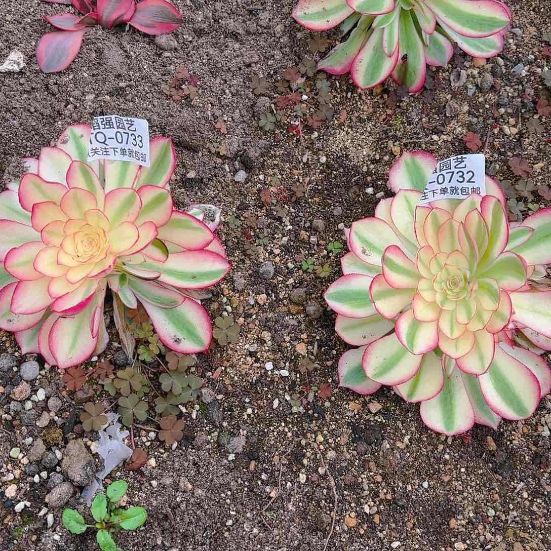 天***！倾城多肉植物二号732-33