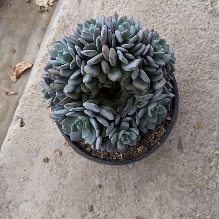 无花朵一物一拍星影缀化