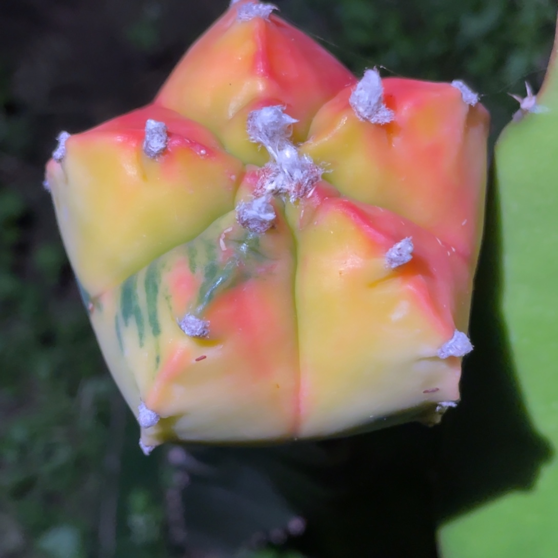 无花朵圆胖鸾凤玉锦