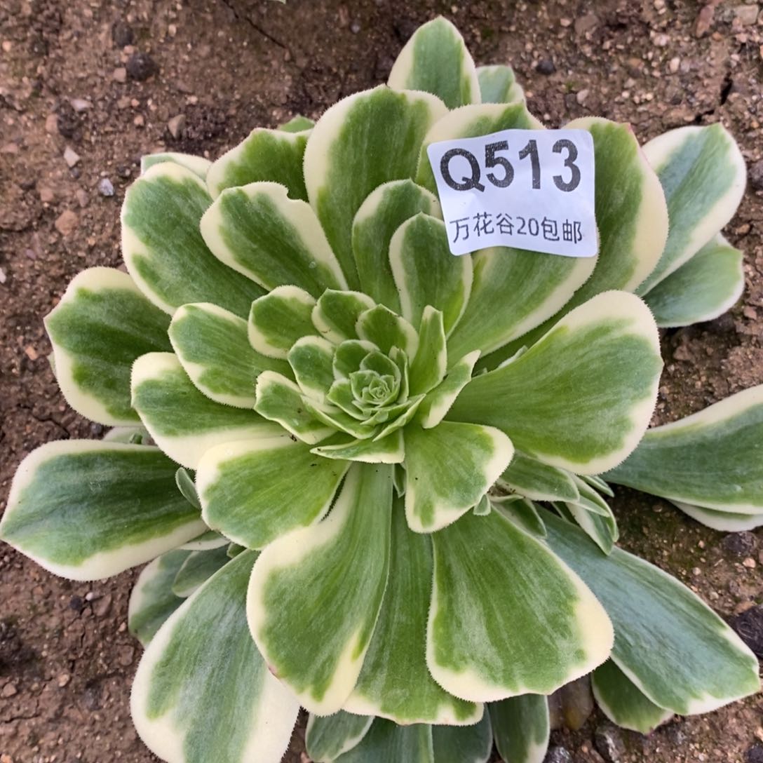 513迈巴赫多肉植物