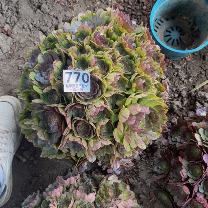 拉丝花27-42包邮花花