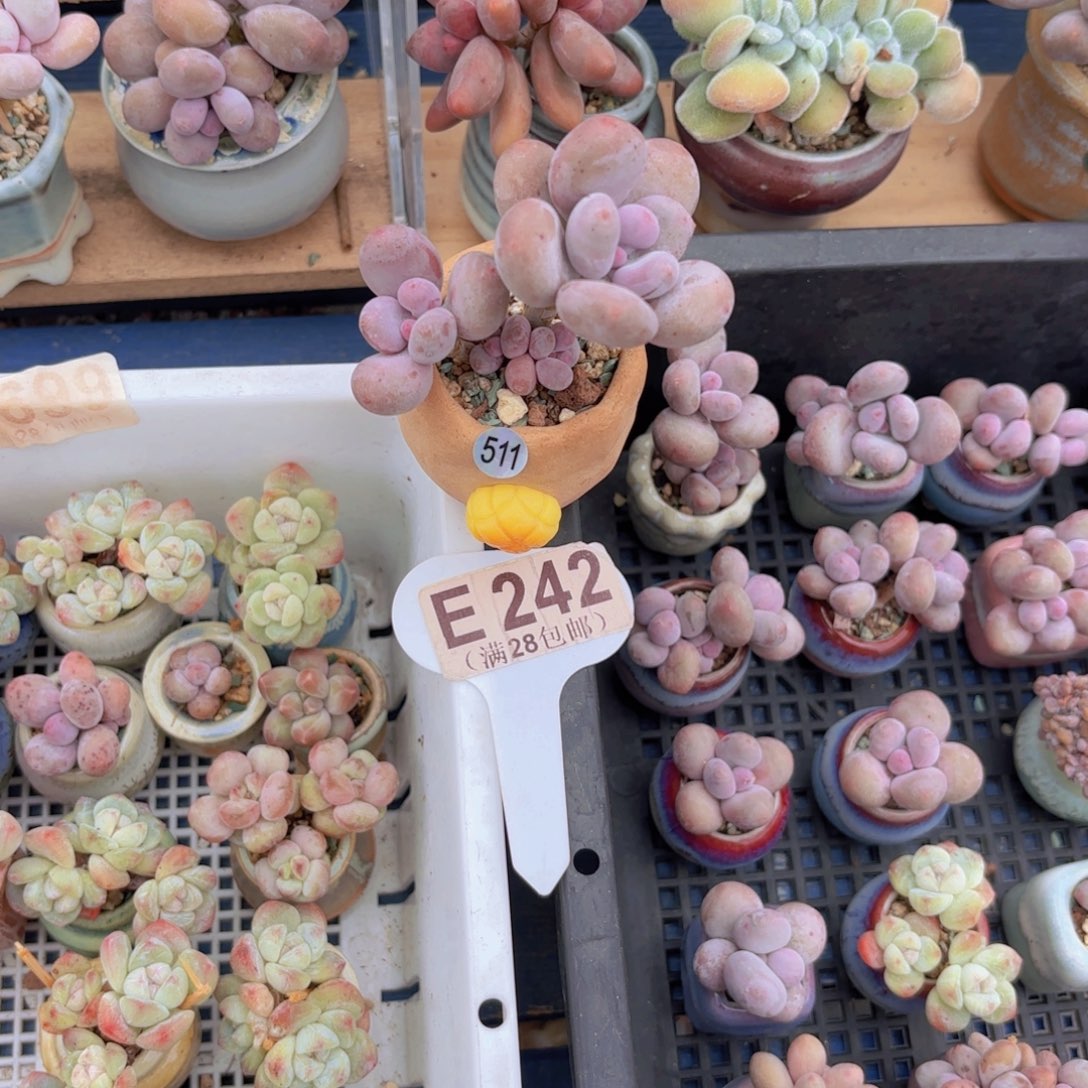 拾***壹E242彩虹奶一物一拍