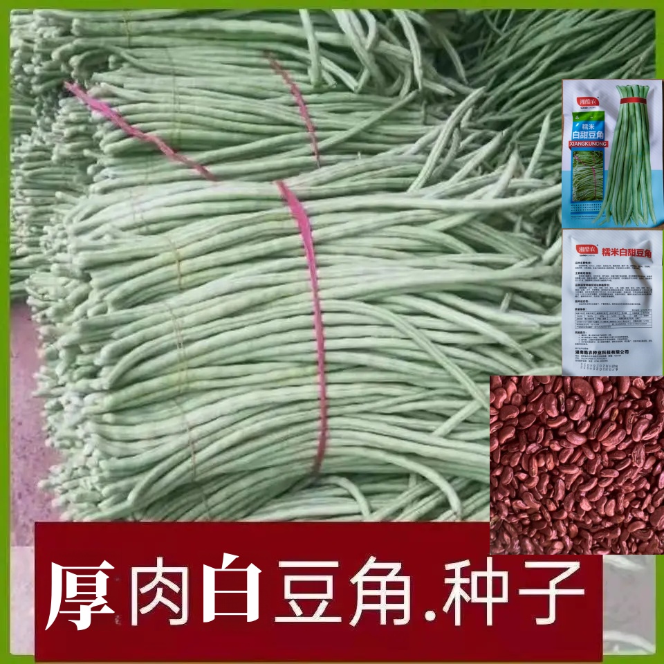 【大肉糯米甜豆角种子】白长豆角春夏秋播白玉长豇豆易种蔬菜种子