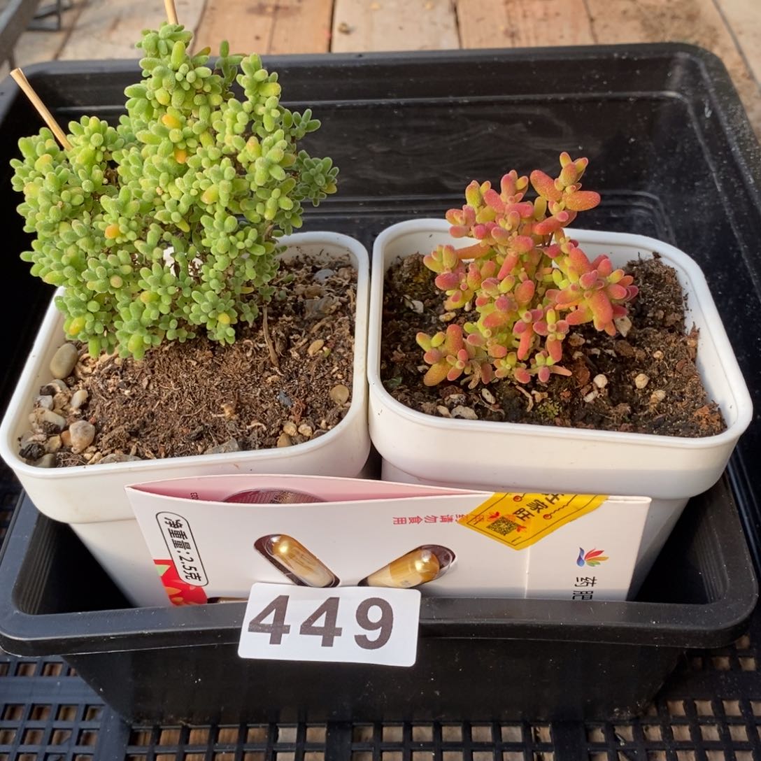 枝干番杏多肉植物449