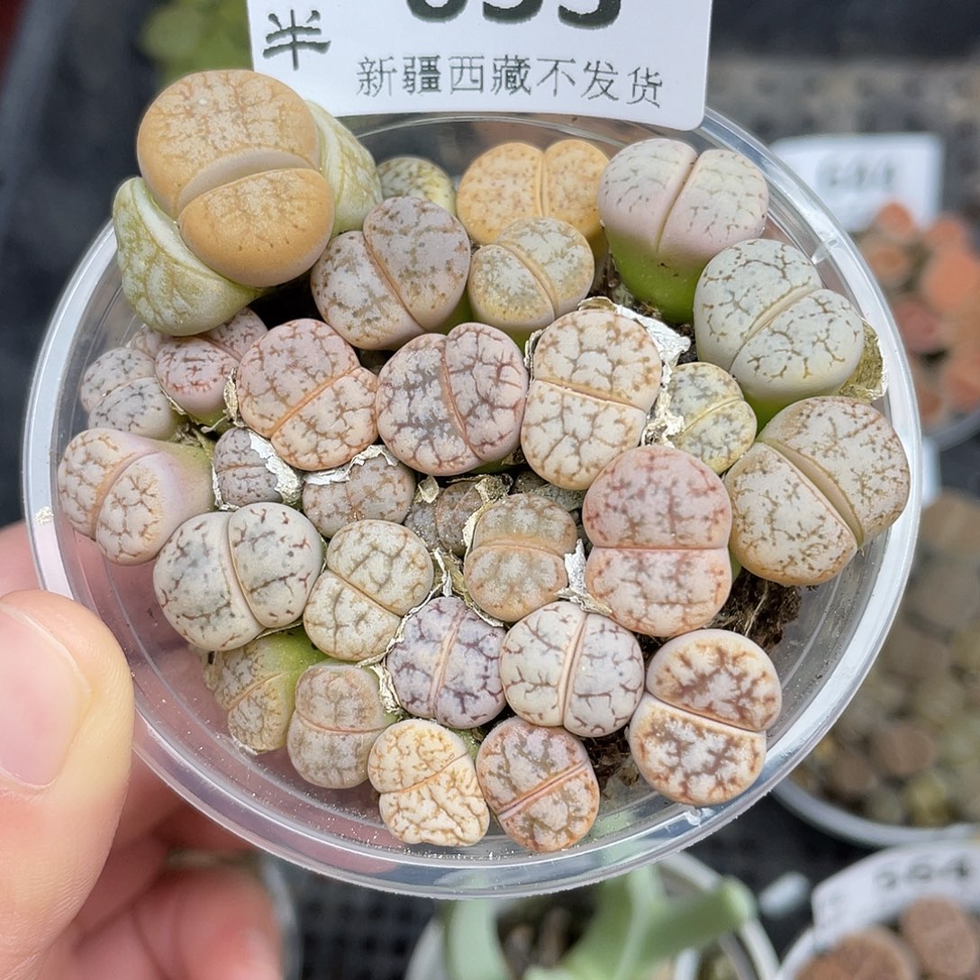 653000000花花花花花花