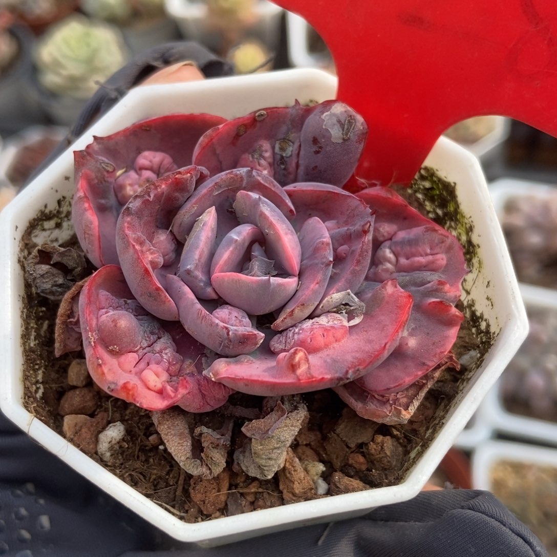 1728雨滴锦多肉植物