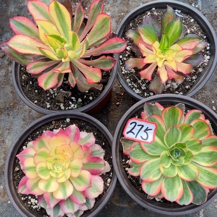 多肉植物275不售后