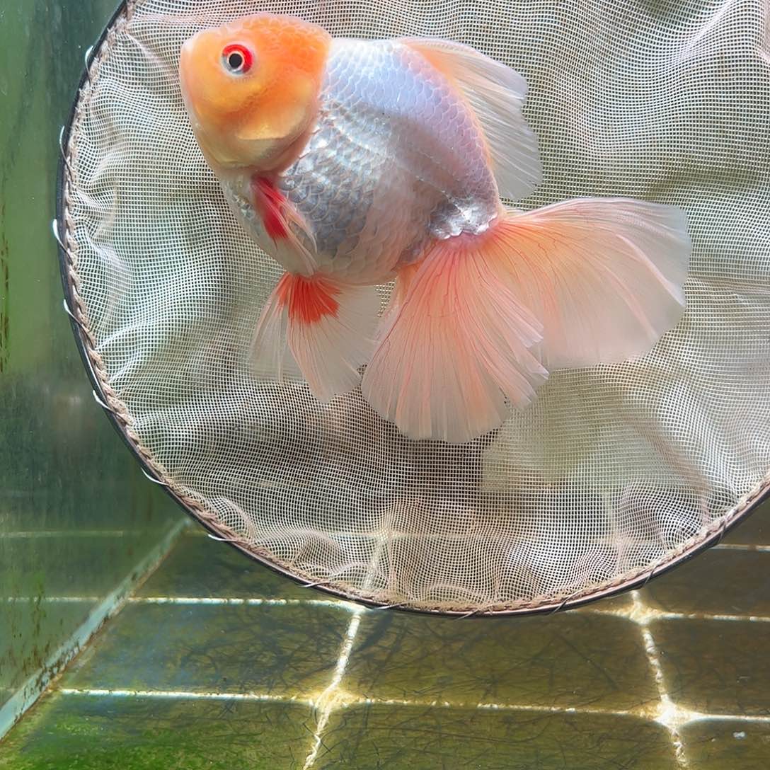 金鱼百褶泰狮亚成31