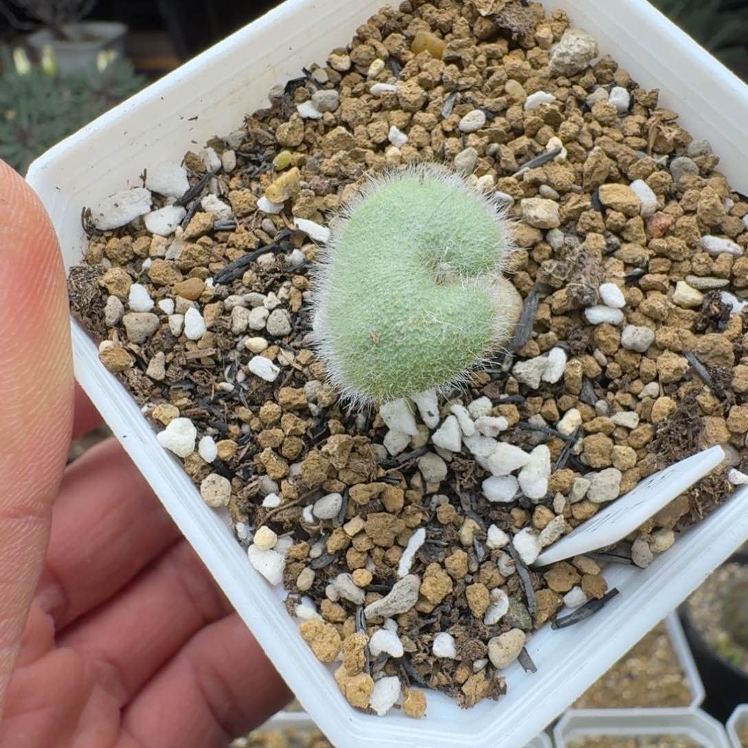 全毛爱心雾冰玉多肉。      