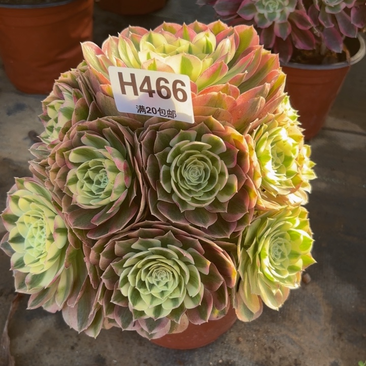 瑞妈，。。。。466。绿体，