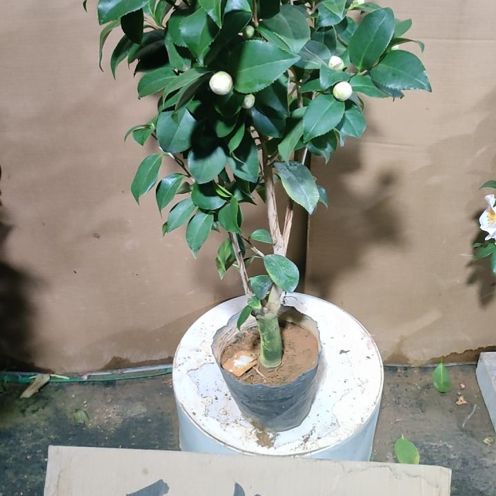 85秀雅白齿轮，原盆原土发货，不包邮