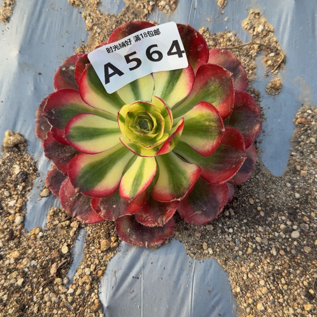 —***良564鸿运到春。多肉植物