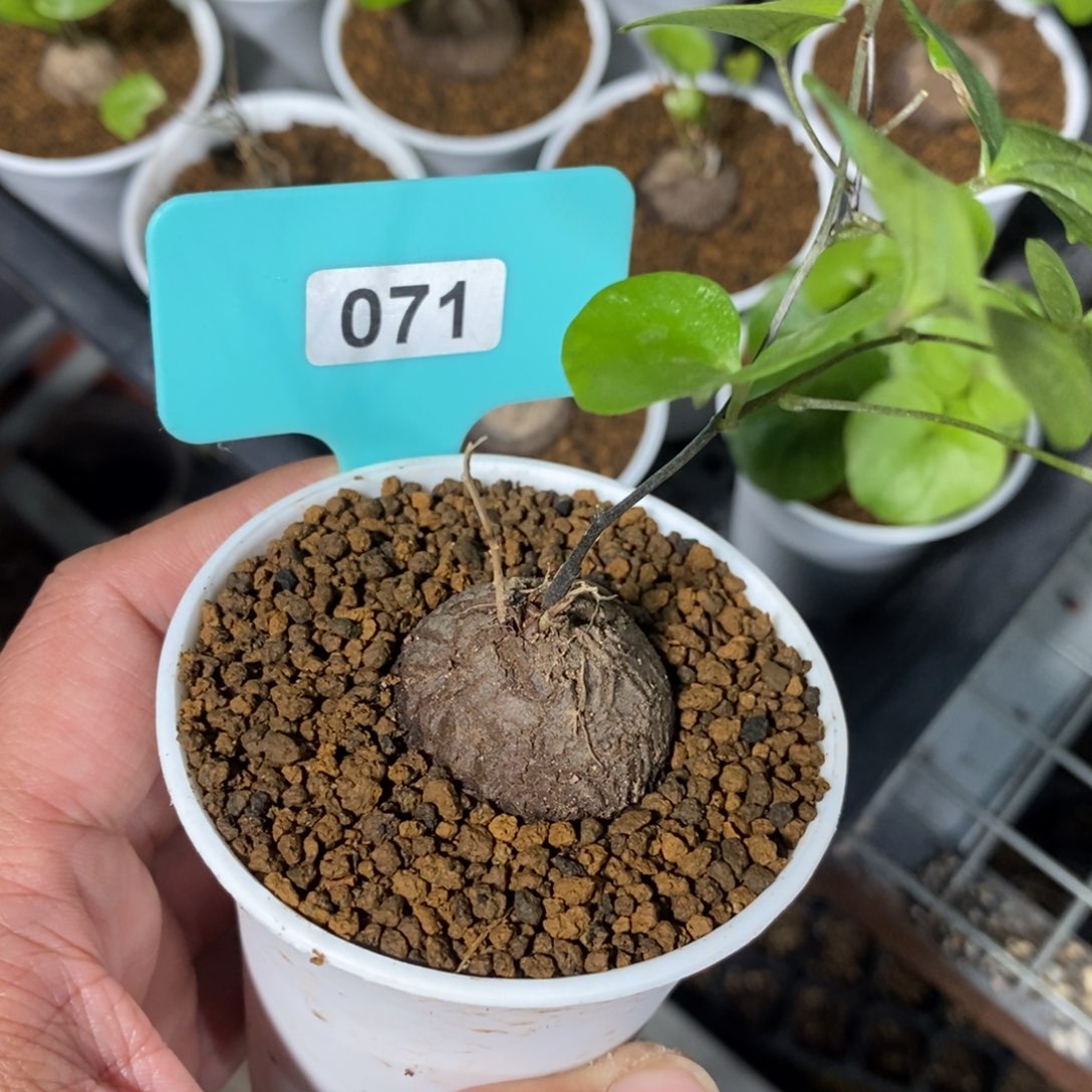 龟甲龙多肉植物一个