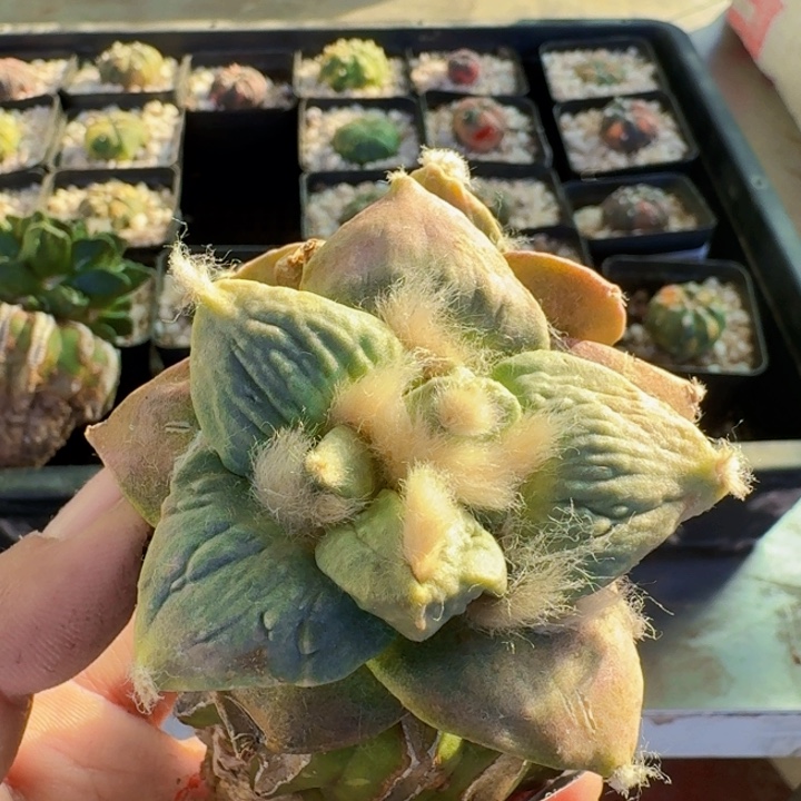 无花朵692红锦怒涛