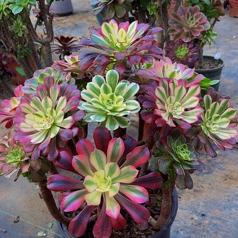 法师嫁接一物一拍15