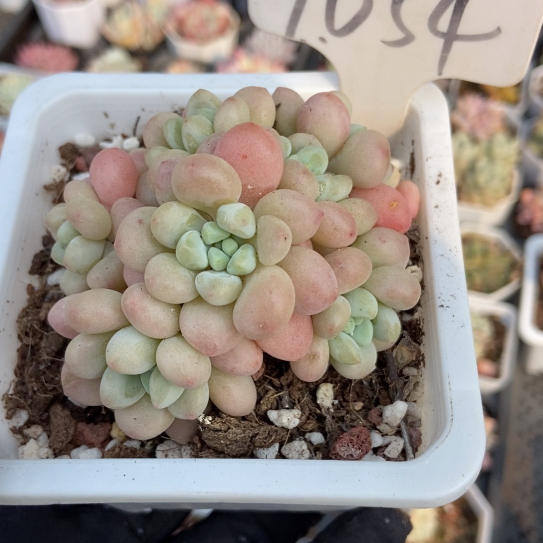 1054洛可可多肉植物保护