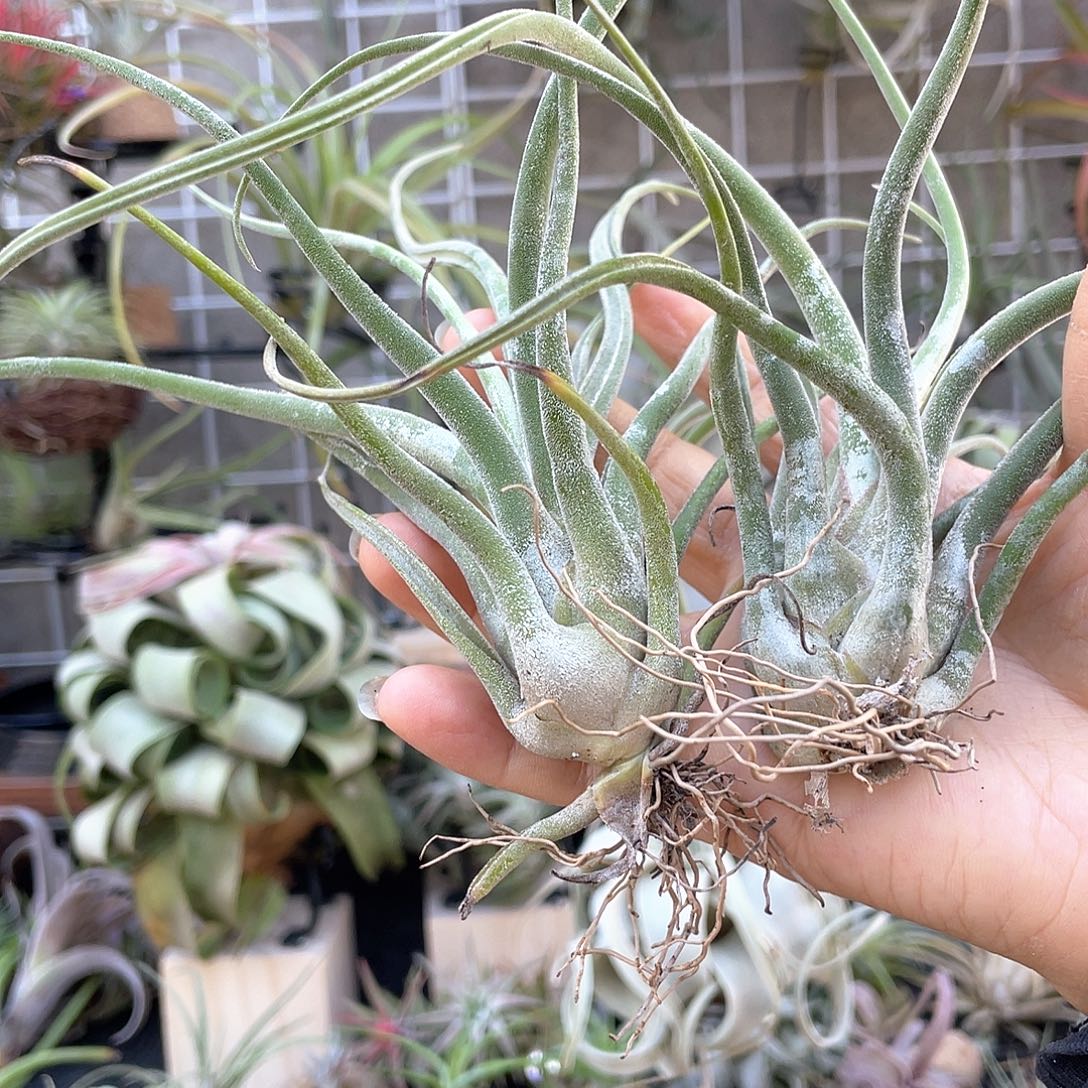 婳***婳实生美杜莎空气凤梨