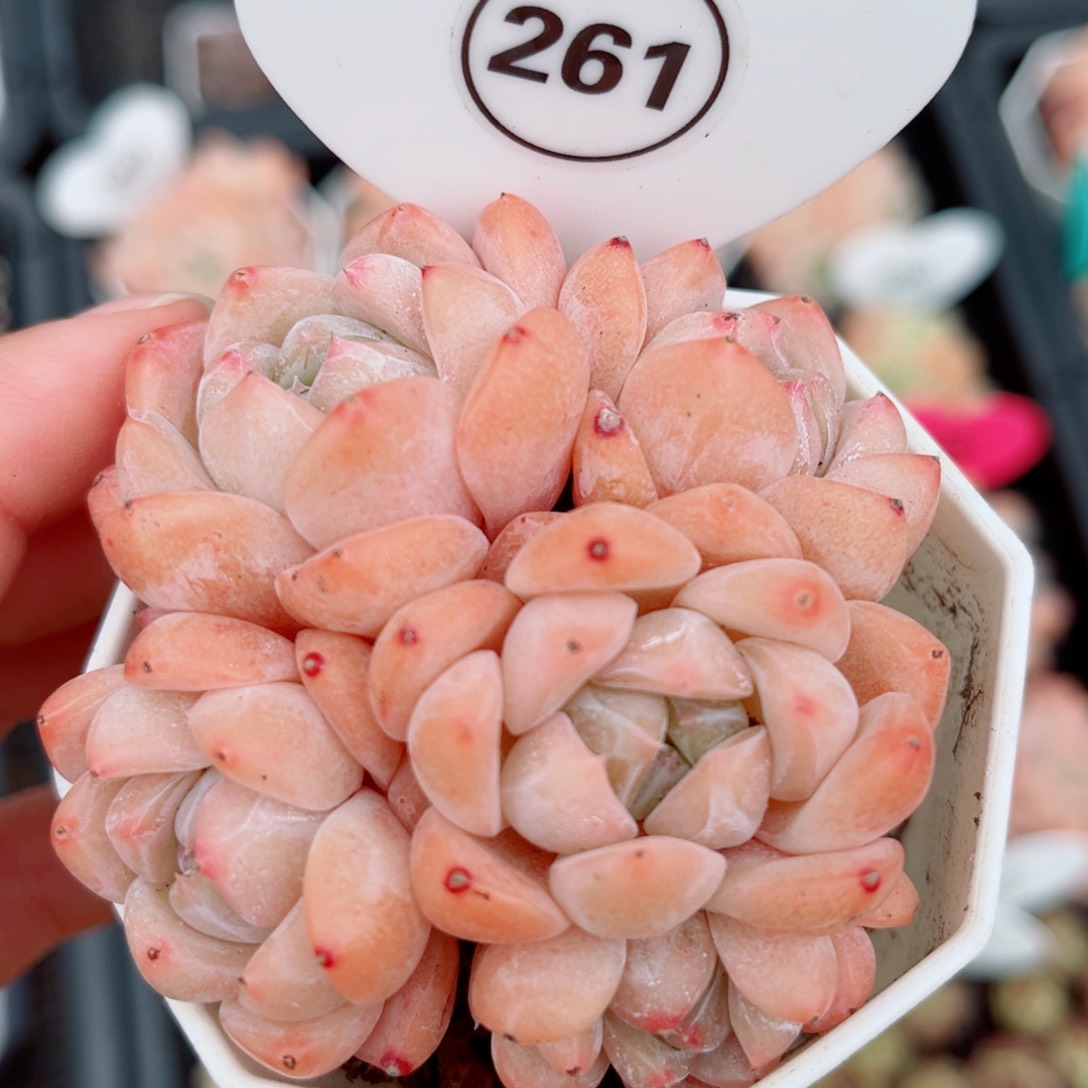 风靡园艺水蜜桃群