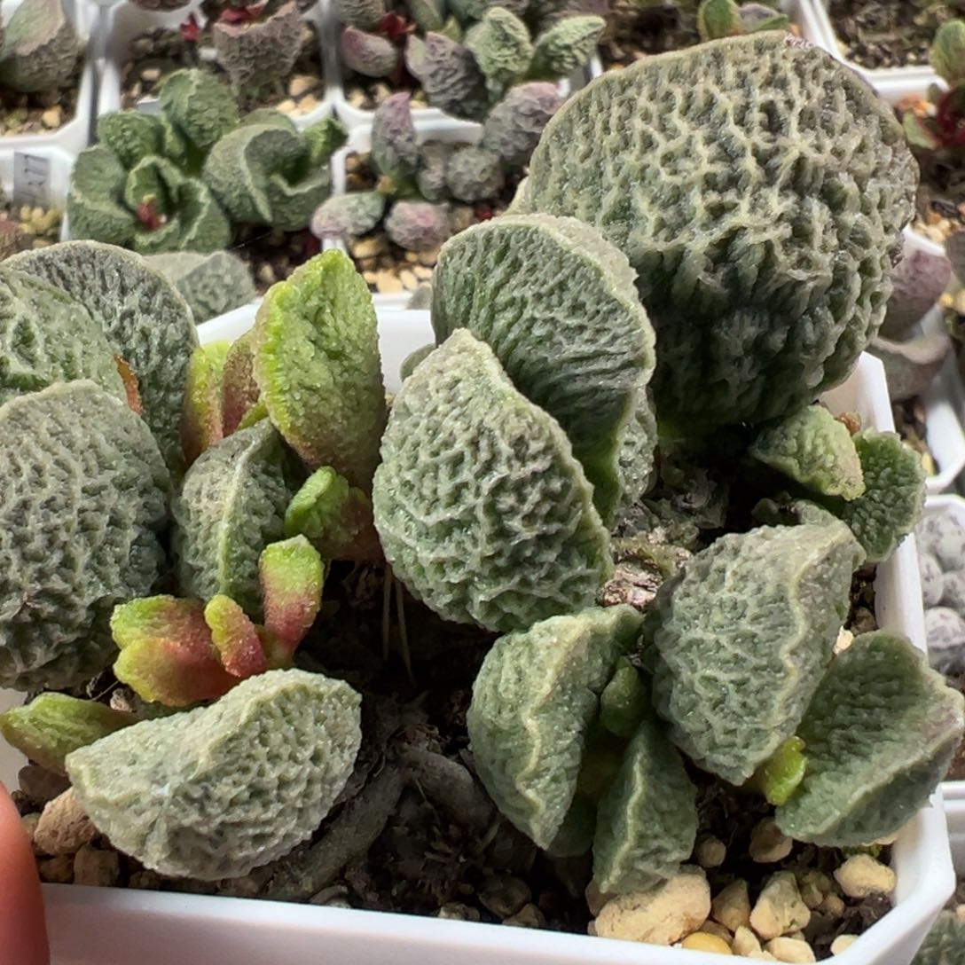 贝拉老桩多肉植物水泡多肉植物