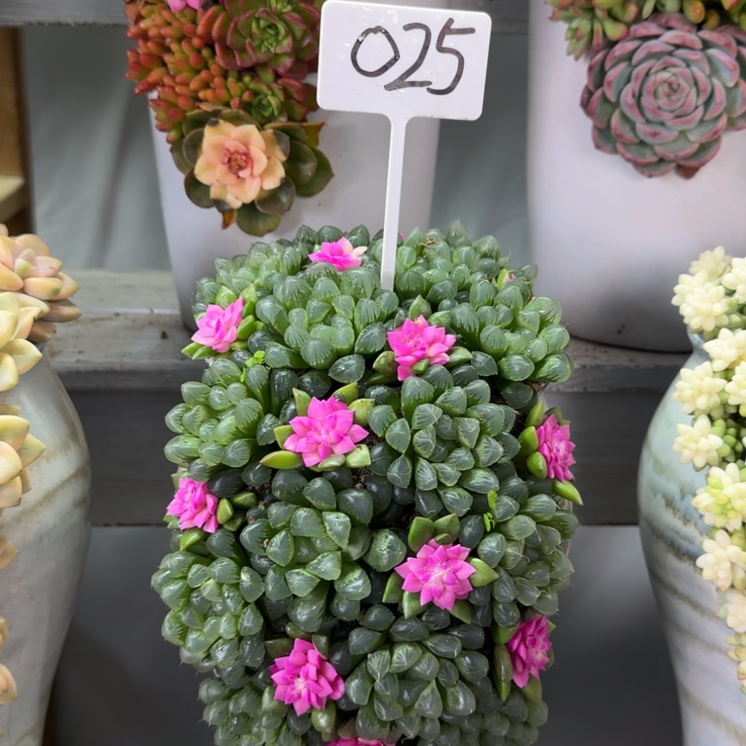 这个是真的025多肉