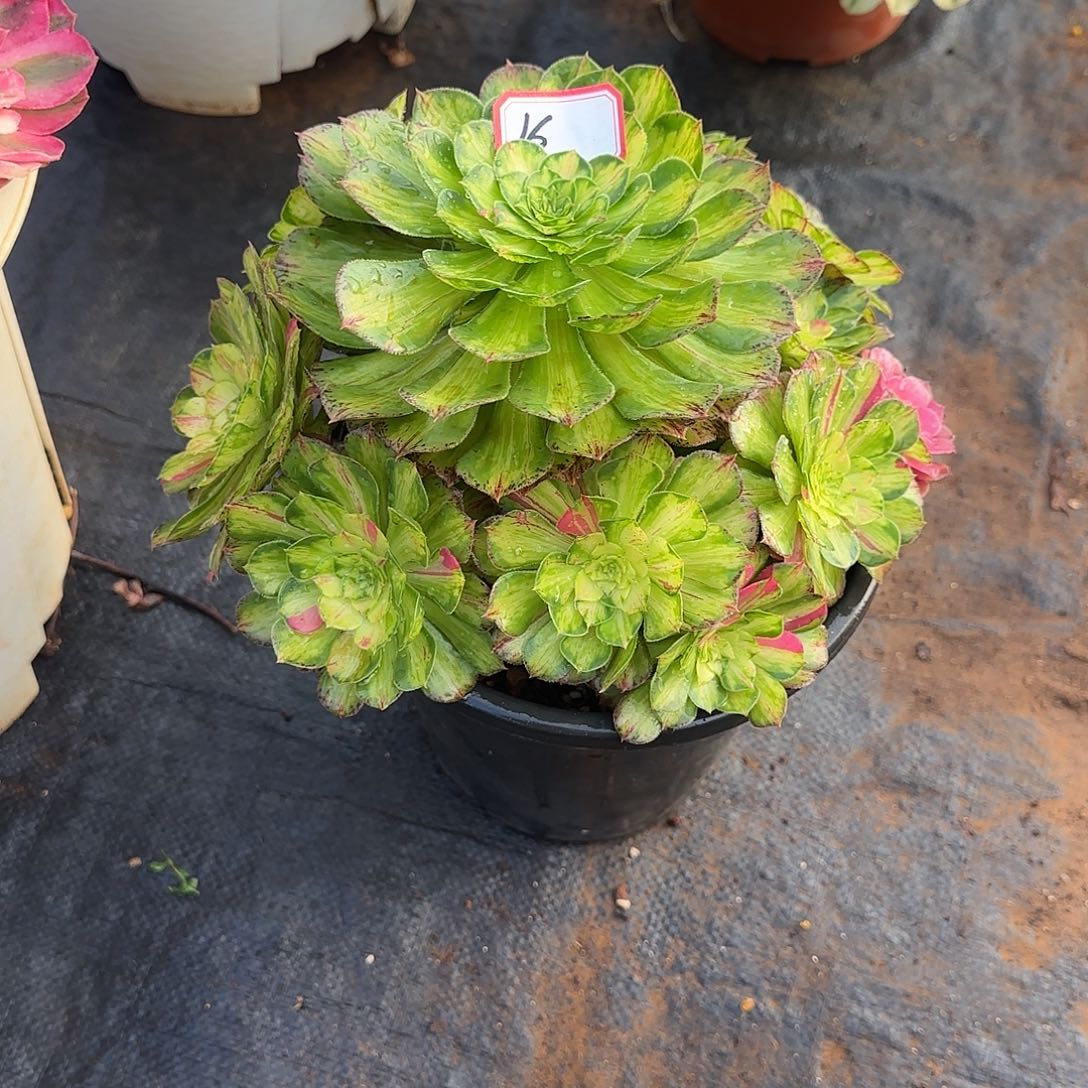 忘***车精品多肉植物0016