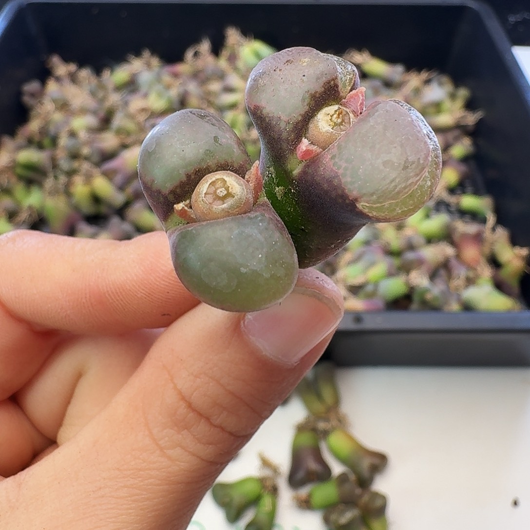 福利瑕疵风铃介意慎拍190