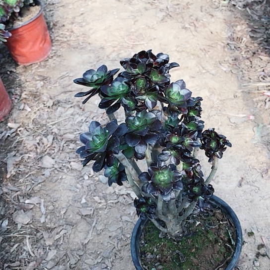 圆叶玫瑰小朵朵0017