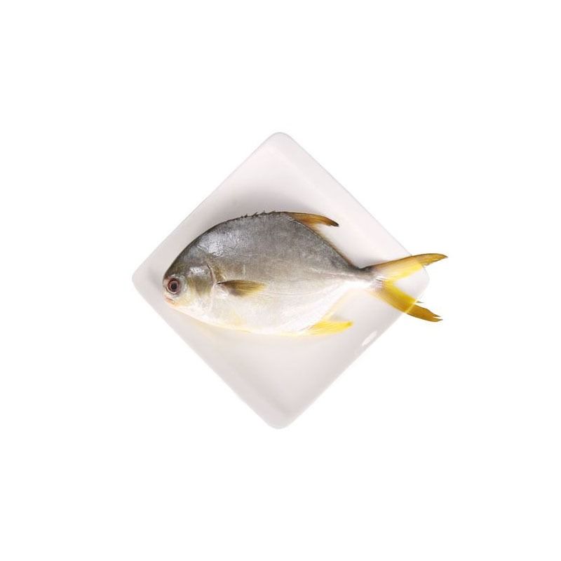 细黄立鲳约500g/份（海水冰鲜）