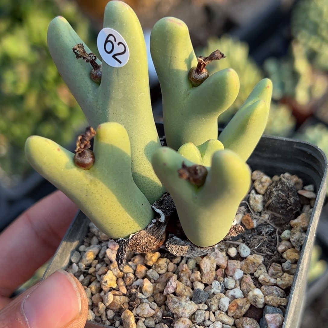 多肉植物111111111111