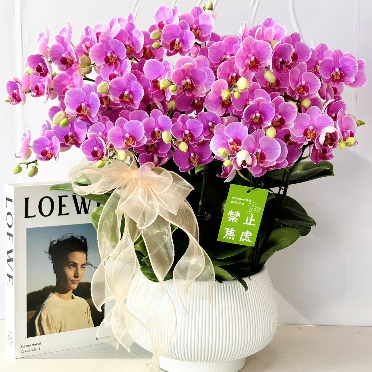 鼎胜【紫蝶公主】蝴蝶兰盆栽花卉观花植物室内四季开花陶瓷盆4-8