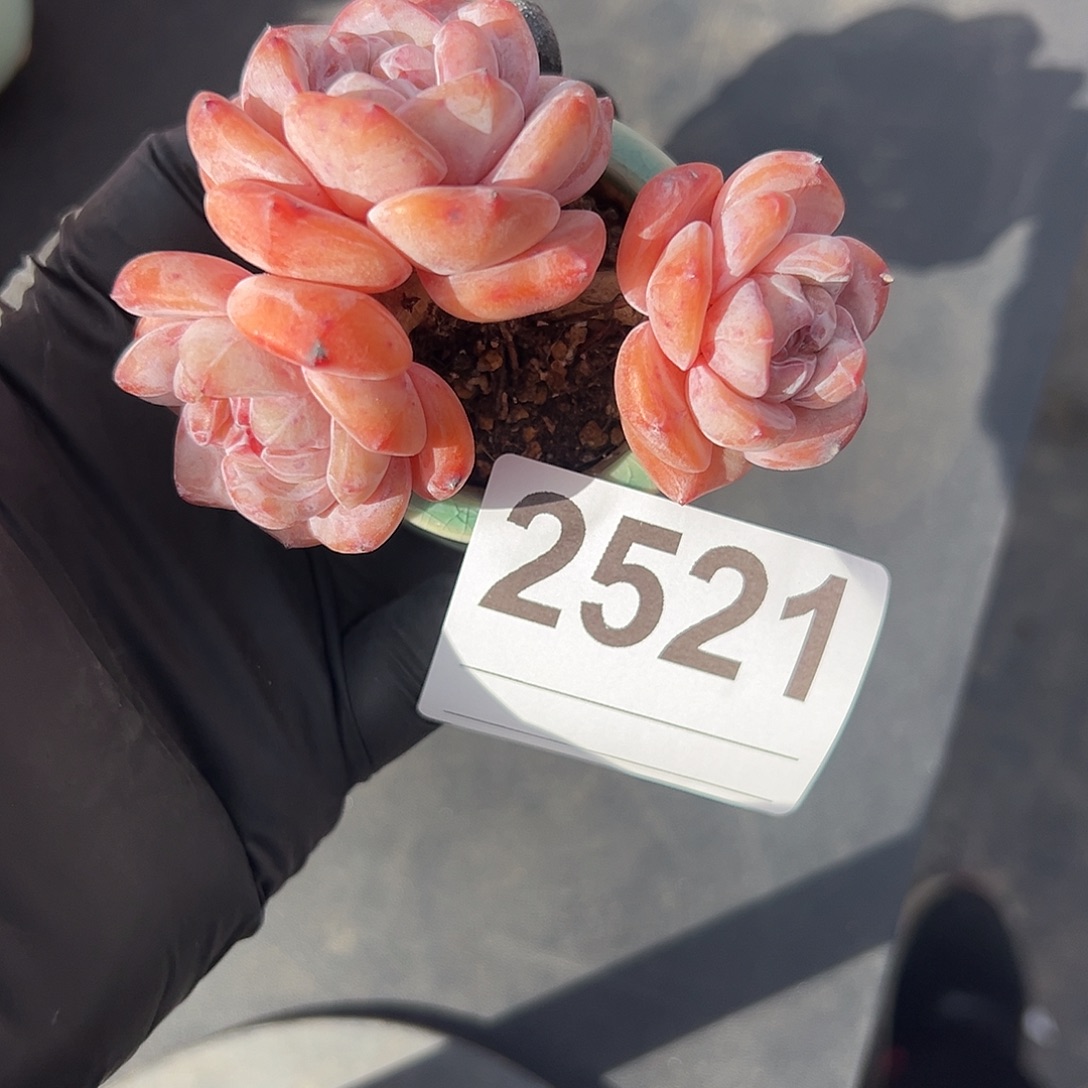 是***吖2521，三头星影带盆发的
