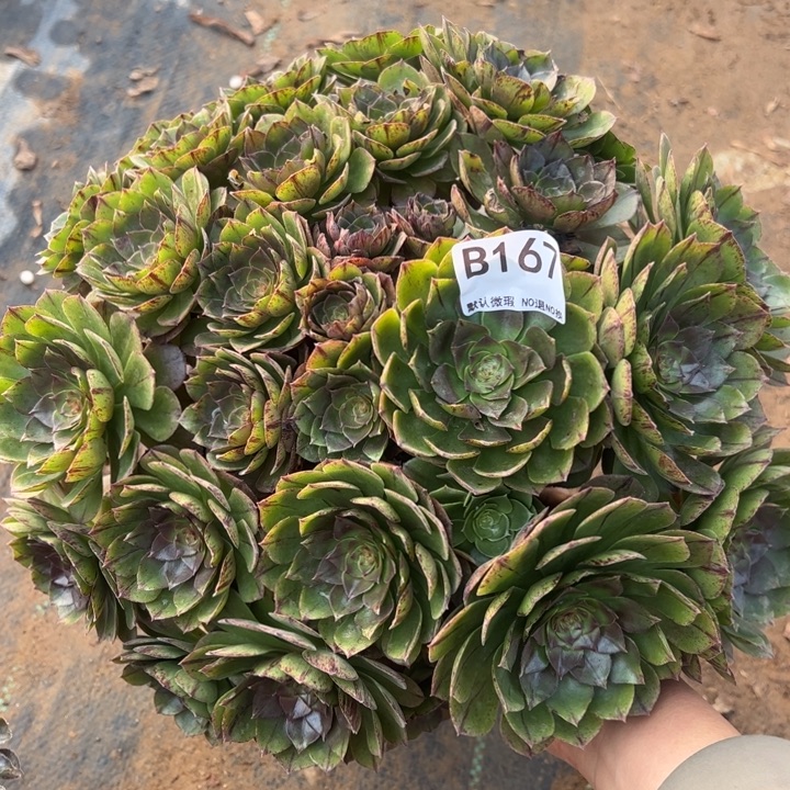 微瑕万拉丝多肉植物167.