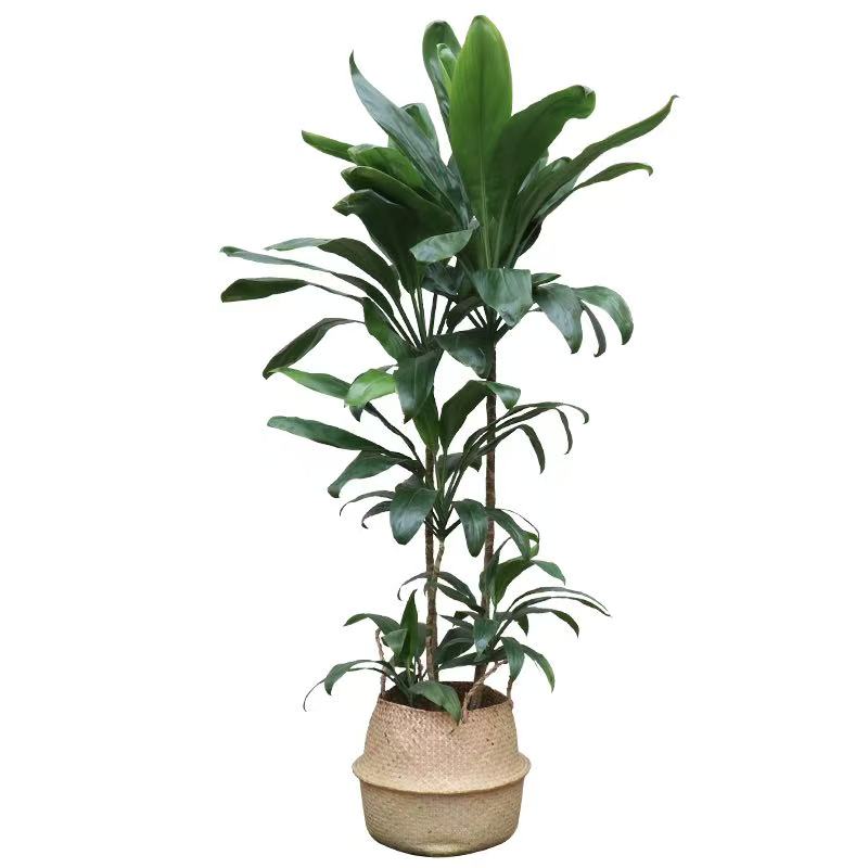 【荷花青叶美人铁】1.7-1.9m高颜值大型客厅落地大盆栽