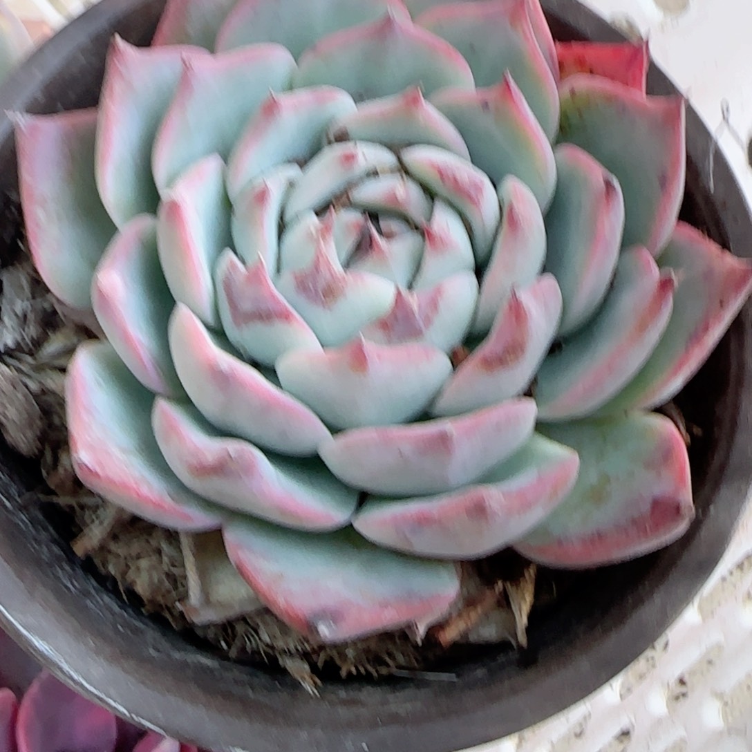 无花朵一块钱精控吉娃娃单福袋