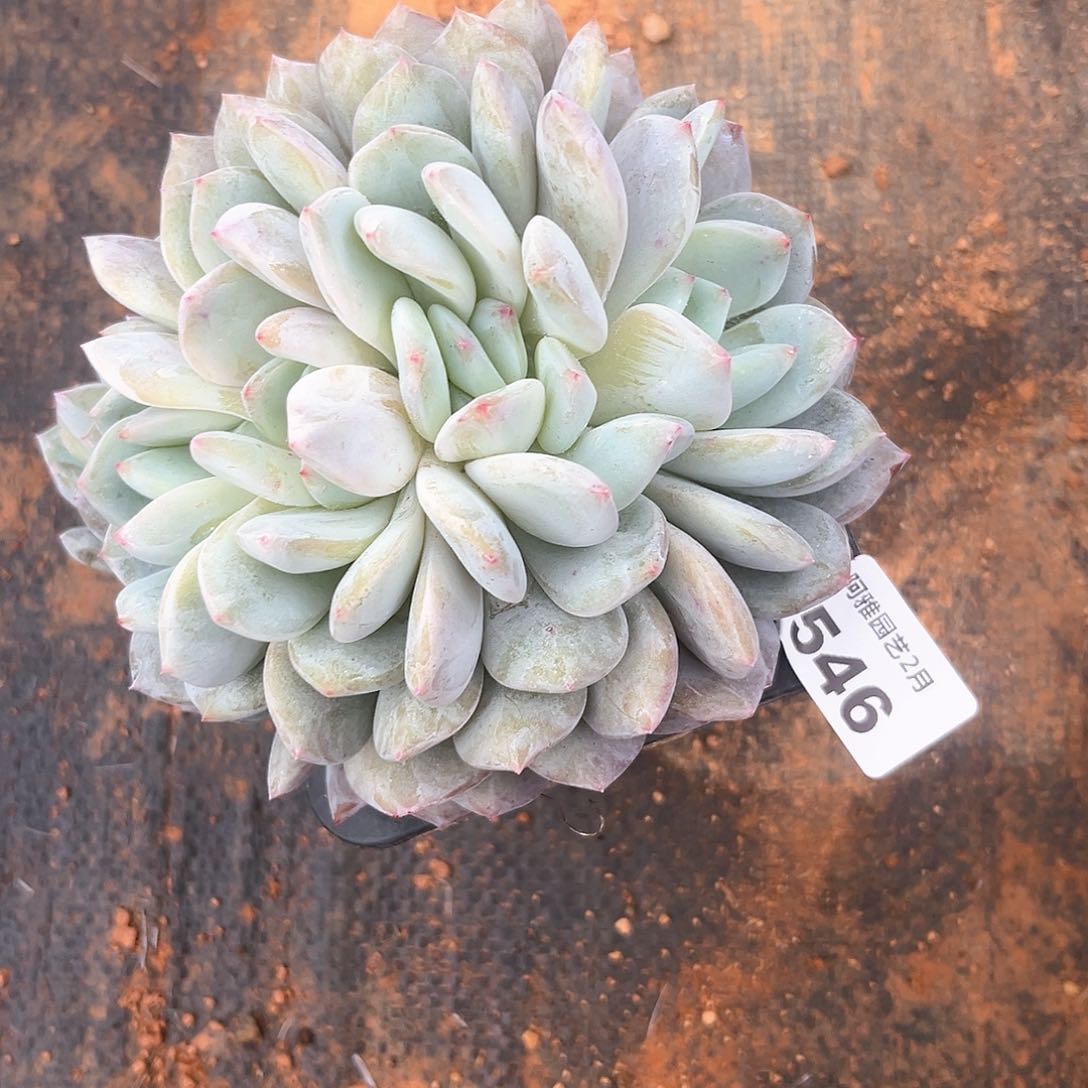 阿雅园艺。       546