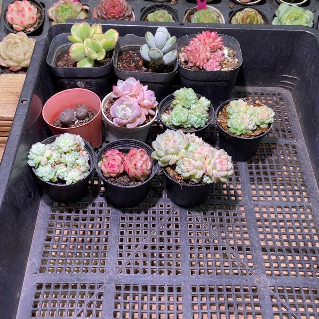 花利美3-289框拍10颗