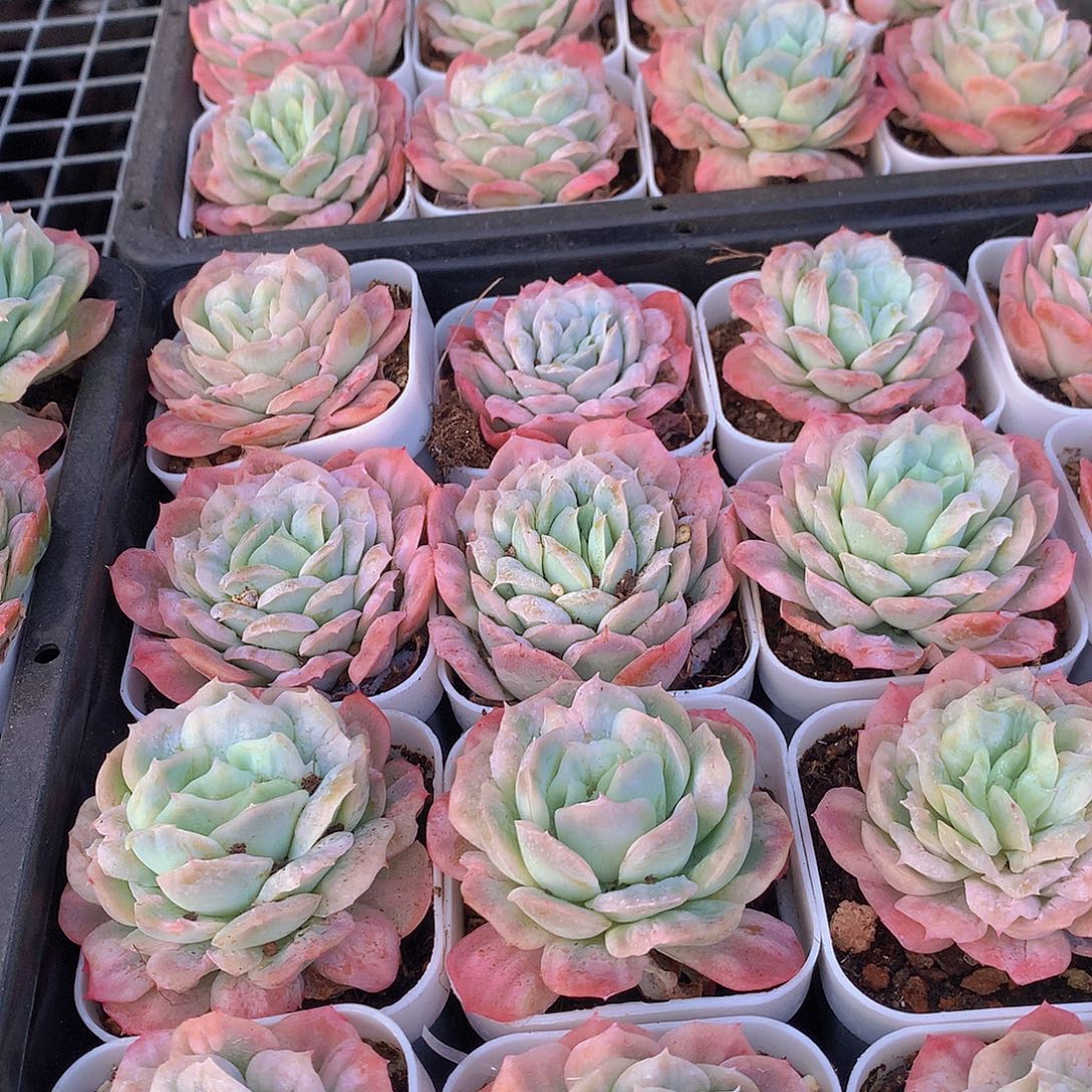 泡泡纱裙3456789990000