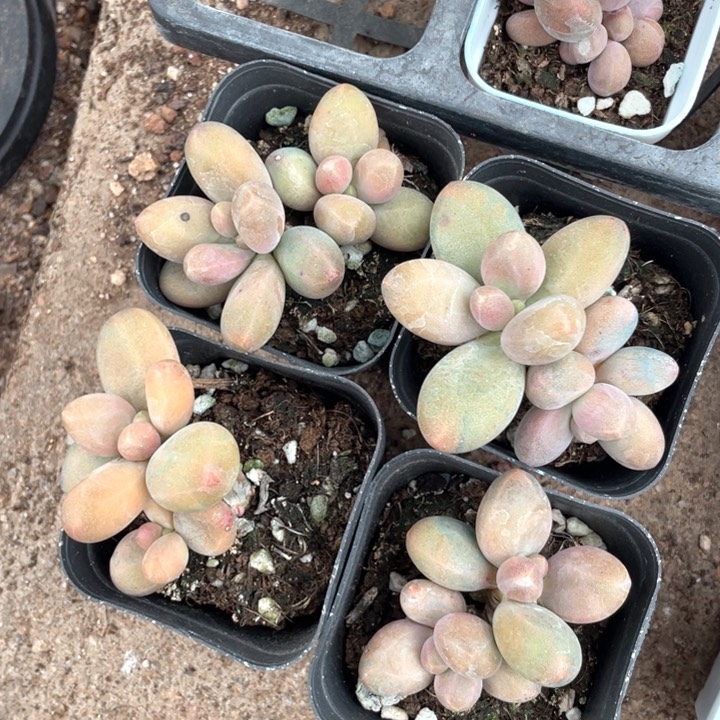 糖果双头带杆子随机发大的