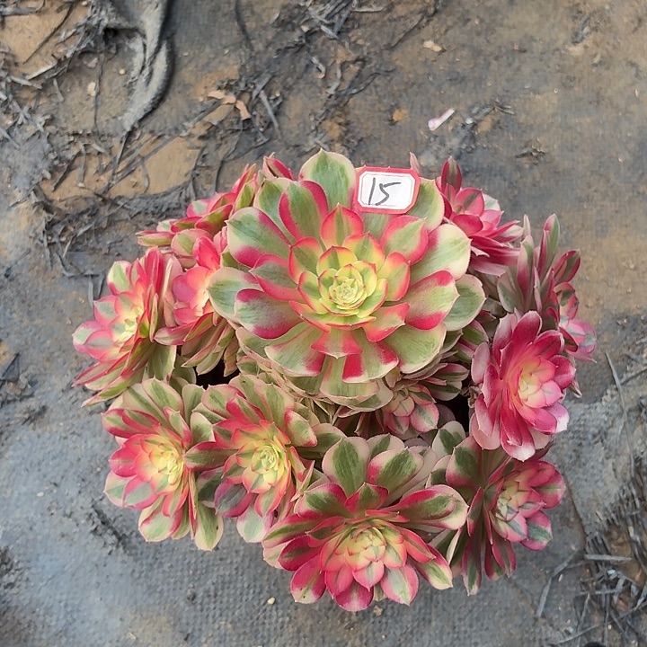 倾城有断枝瑕疵15多肉