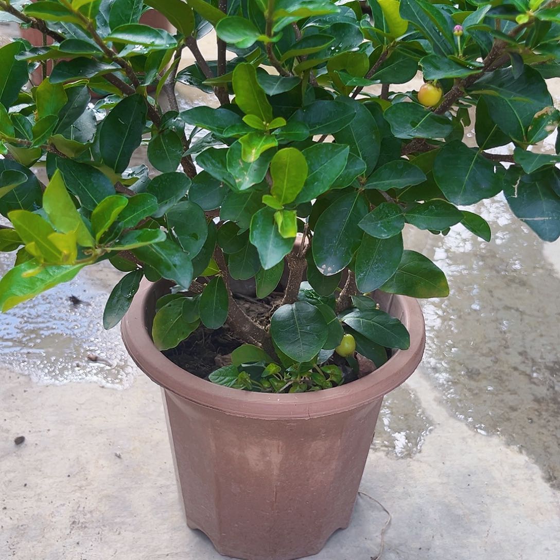 1***3无花朵24799086534789