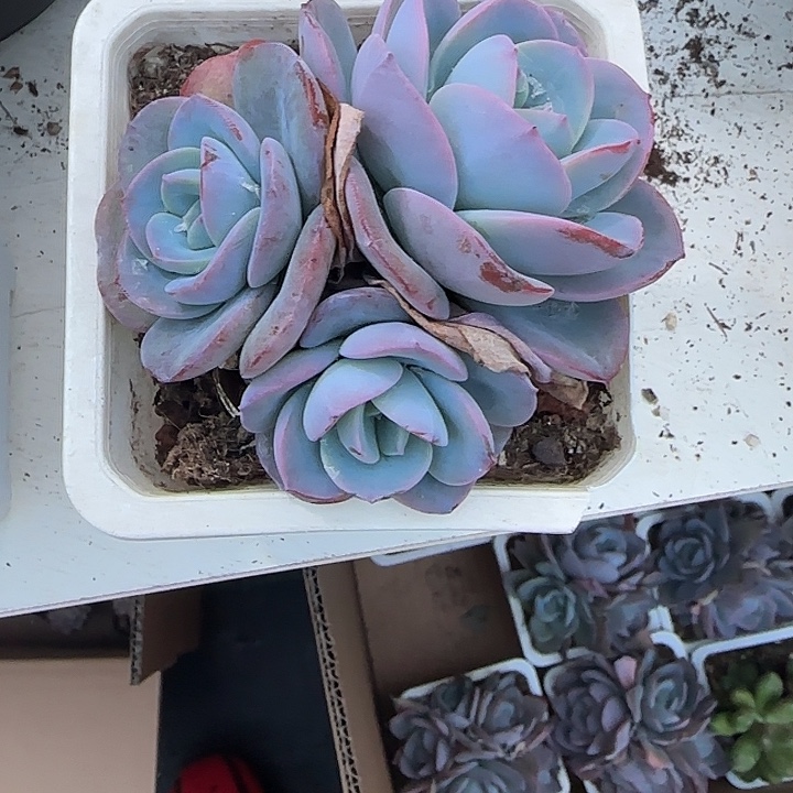 青蛙王子儿童牙膏11