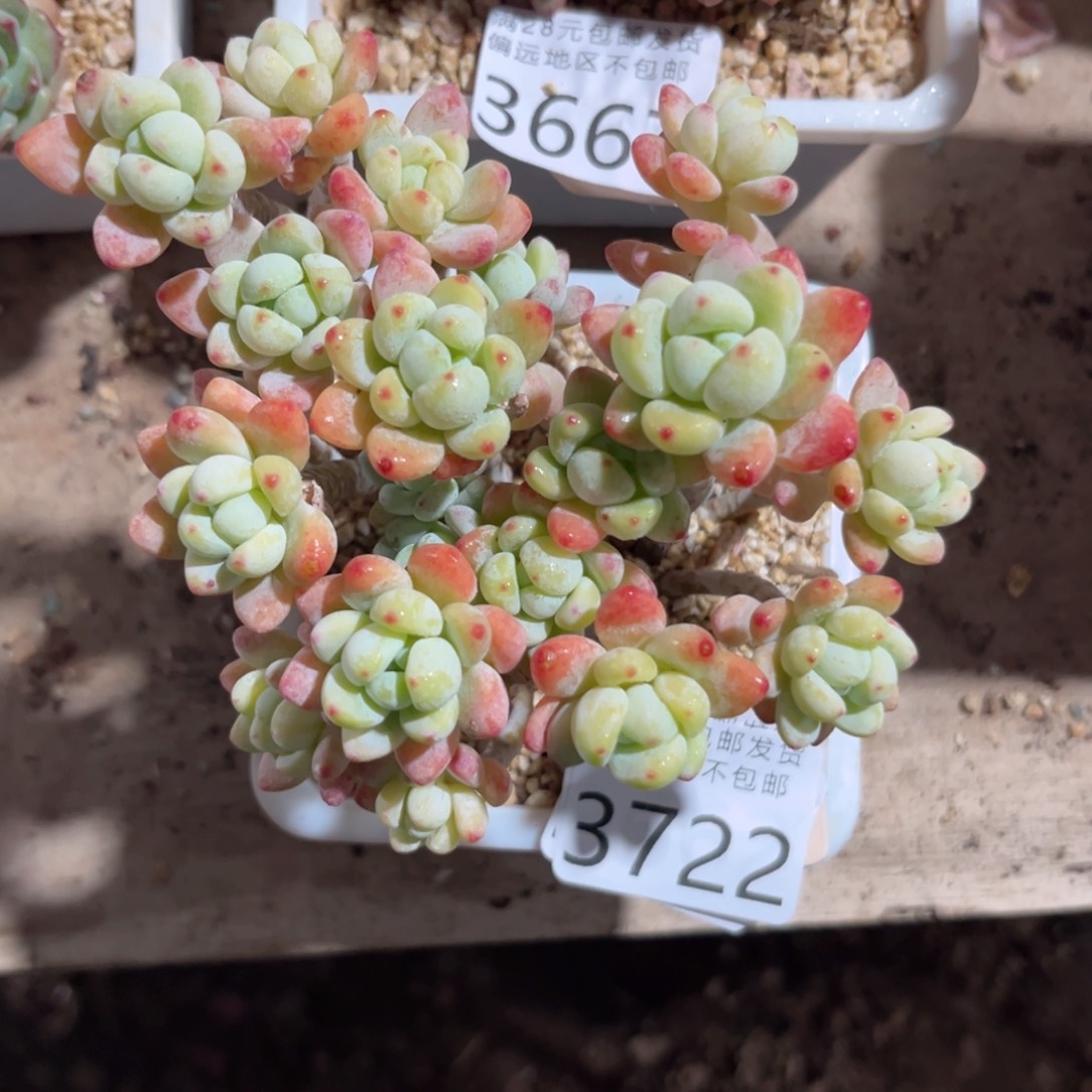 大3722）nc bv b n n