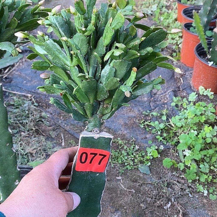 无花朵玉*054/077号新疆不包邮